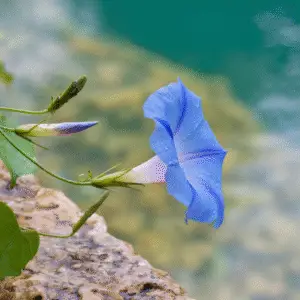 Blue morning glory flower