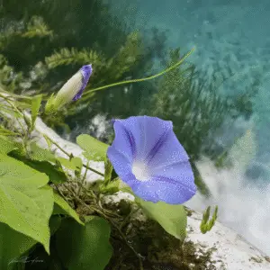 Blue morning glory flower