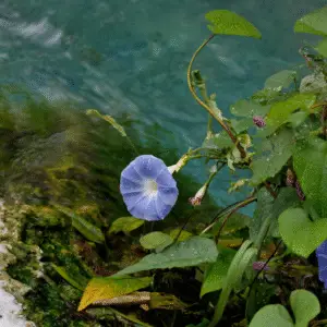 Blue morning glory flower