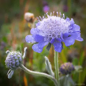 Blue pincushion flower
