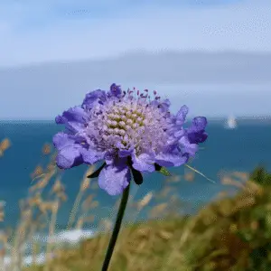 Pincushion Flower