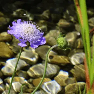 Pincushion Flower