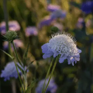 Blue pincushion flower