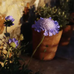 Blue pincushion flower