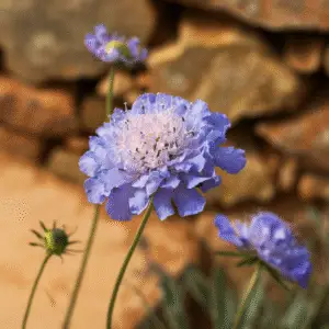 Blue pincushion flower