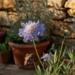 Pincushion Flower
