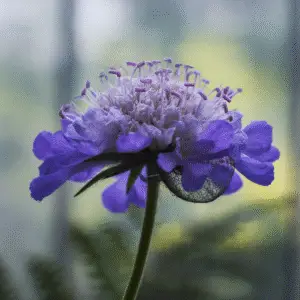 Pincushion Flower