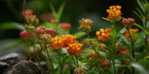 Butterfly Weed Flowers
