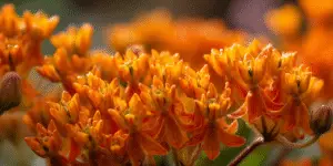 Butterfly Weed Flowers