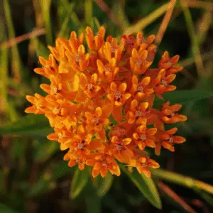 Vibrant orange cluster of flowers.