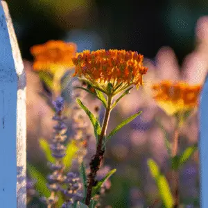 Vibrant orange flower behind white fence
