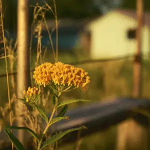 Vibrant orange flowers in soft sunlight.