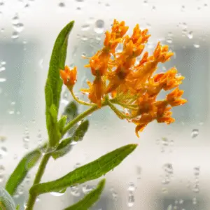 Orange flowers against rainy window backdrop