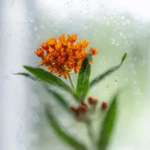 Orange flower against a rainy window