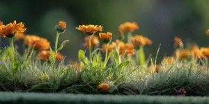 Calendula Flower