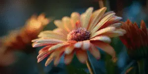 Calendula Flower