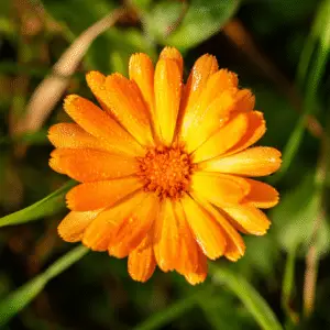 Bright orange flower with dew drops