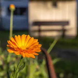 Bright orange flower in soft focus