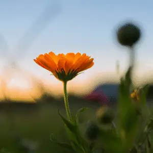 Bright orange flower against sunset backdrop