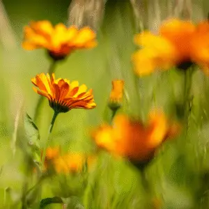 Bright orange flowers in green field