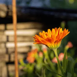 Bright orange flower against rustic background
