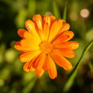 Bright orange flower with dew drops