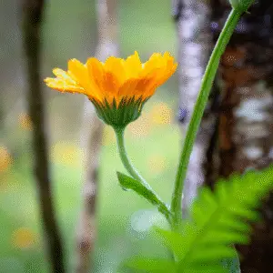 Bright orange flower with green stem