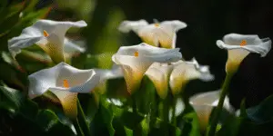 Calla Lily (3)