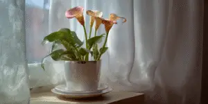 Calla Lily (6)
