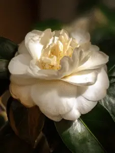 Camelia (2)