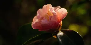 Camellia soft peach bloom backlit, glowing petals, dark background.