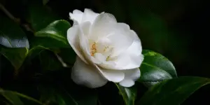 Camelia (4)