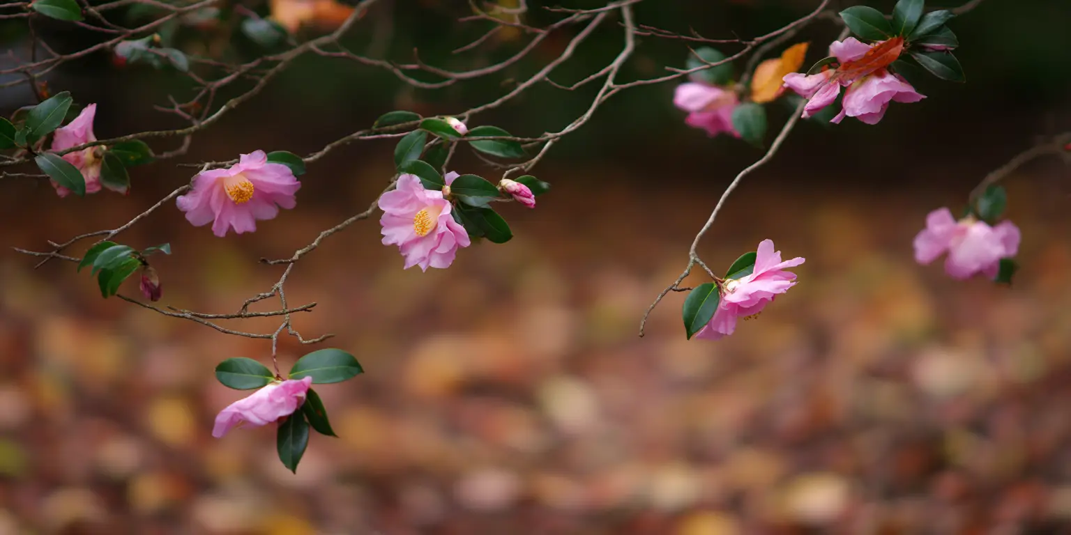 Camellia sasanqua pink flowers along arching branches, autumn backdrop.