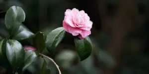 Camelia (6)