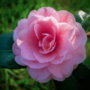Pink camellia flower with dew