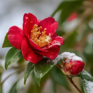 Camellia (Camellia japonica) red flower