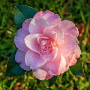 Pink camellia flower with dew