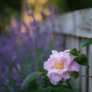 Pink camellia near purple flowers