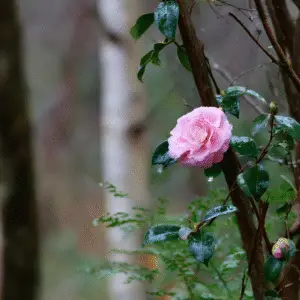 Pink camellia flower with raindrops