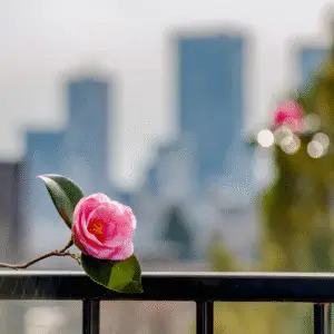 Pink flower against city skyline backdrop