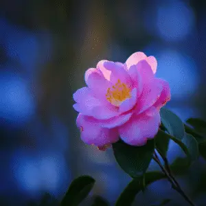 Pink camellia flower against blue background