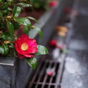 Camellia