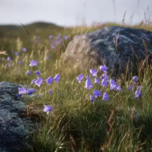 Campanula (1)