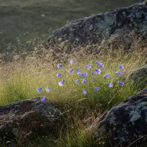 Campanula (2)