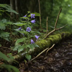 Campanula (3)