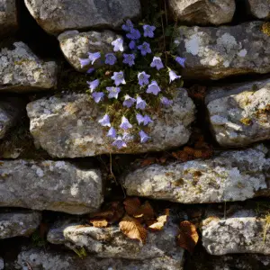 Campanula (6)