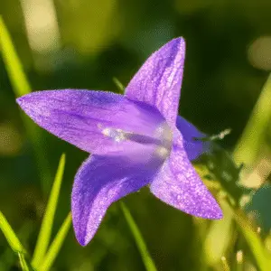 Campanula (Campanula spp.) Flower