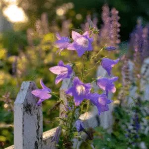 Campanula (Campanula spp.) Flower