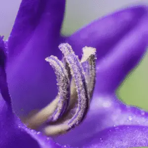 Bellflower