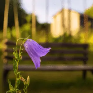 Bellflower